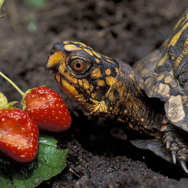 Turtle eating a strawberry.