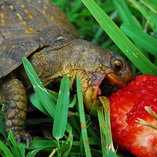 Turtle eating a strawberry.