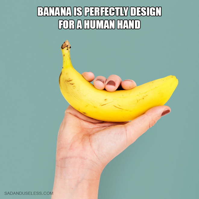 Banana is perfectly design for a human hand.