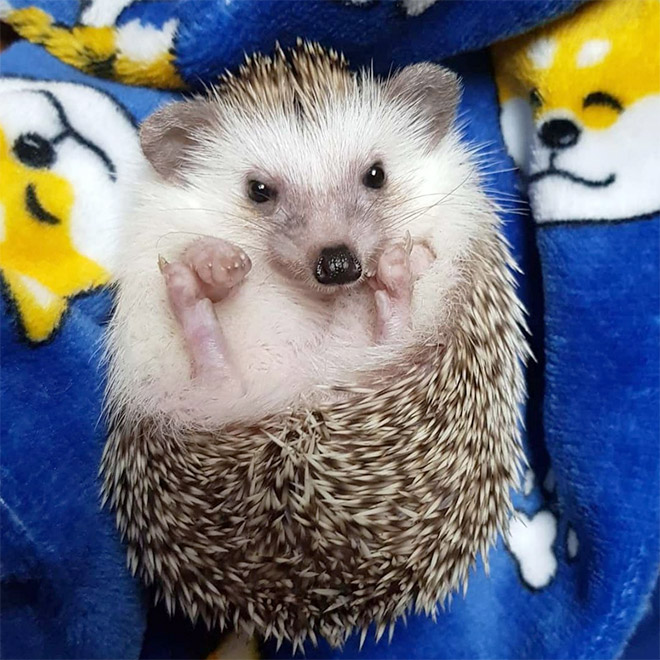 Adorable little hedgehog.
