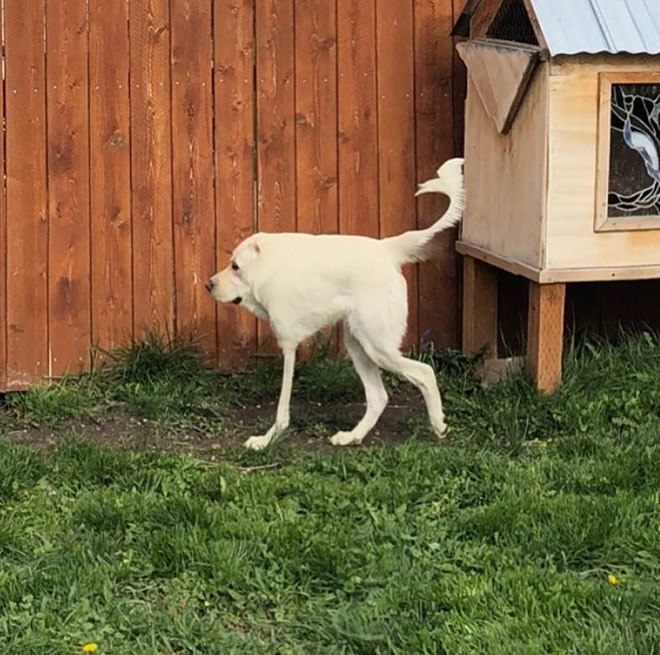 Dog panorama photo fail.