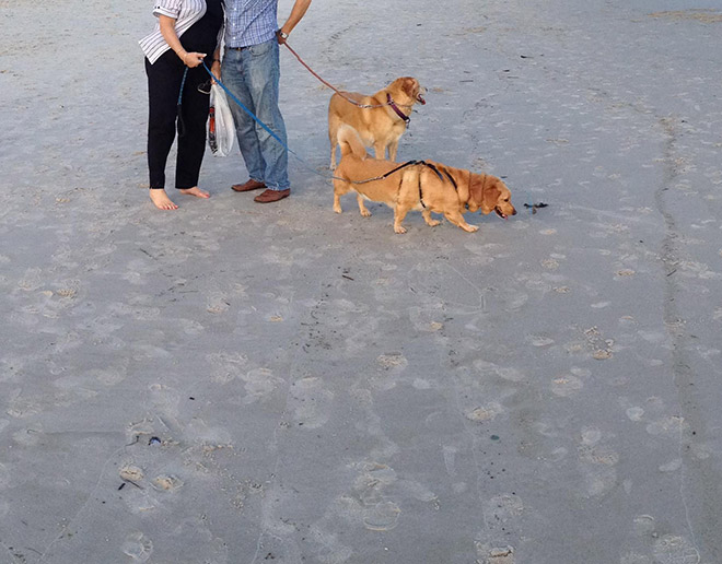 Dog panorama photo fail.