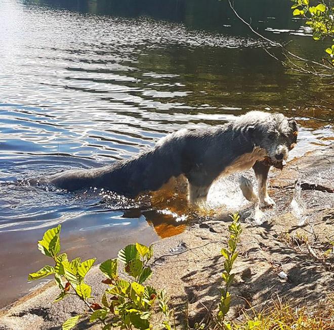 Dog panorama photo fail.