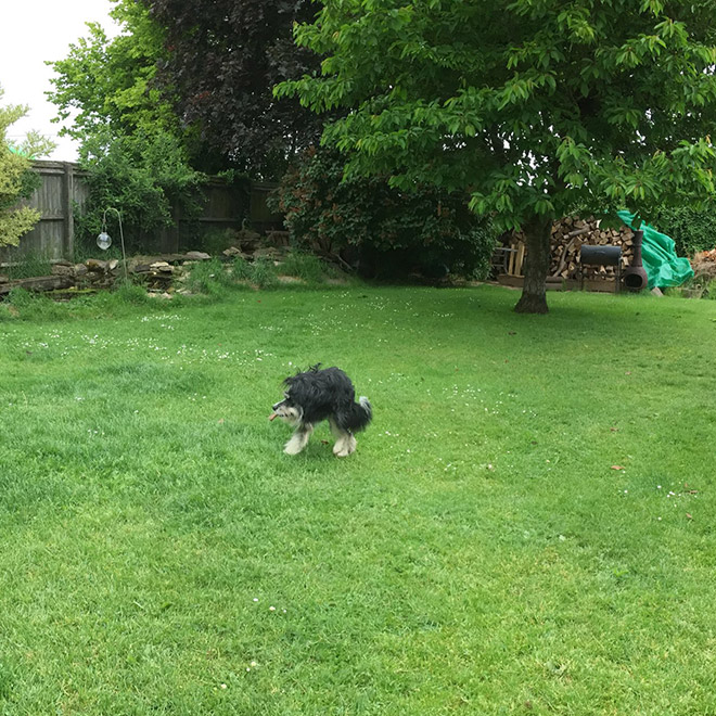 Dog panorama photo fail.