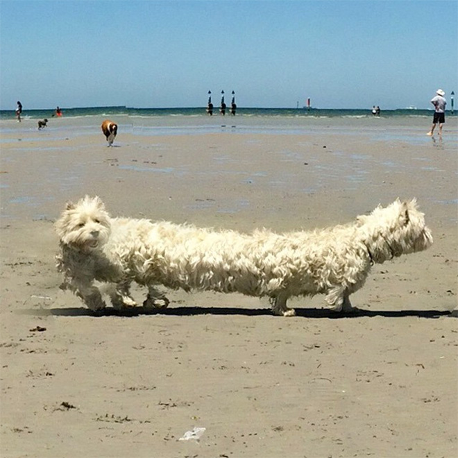 Dog panorama photo fail.