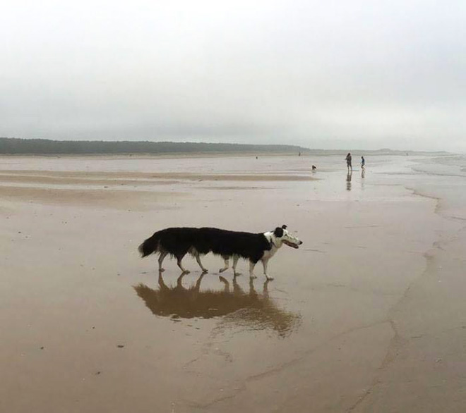 Dog panorama photo fail.