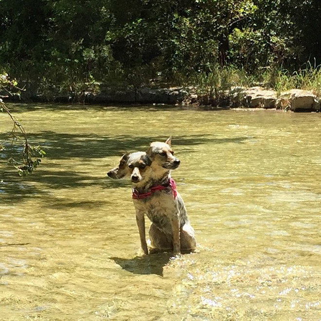 Dog panorama photo fail.