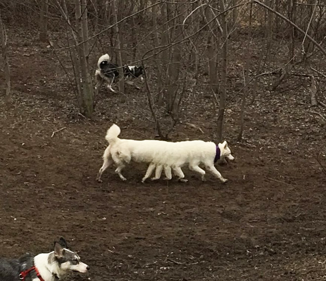 Dog panorama photo fail.