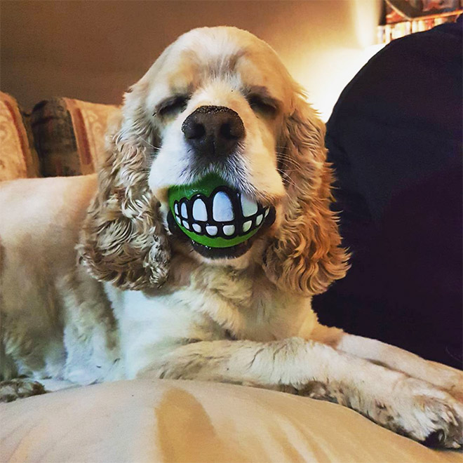 Funny teeth ball dog toy.