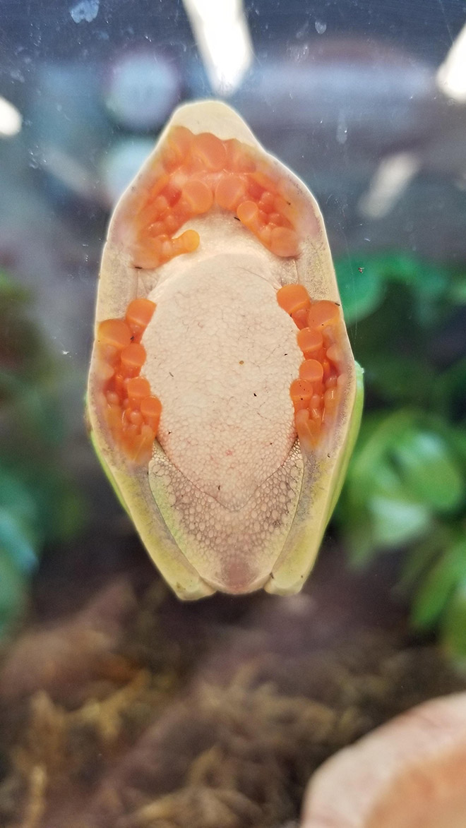 Frogs on glass are creepy.