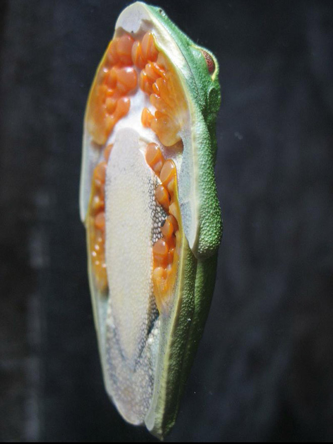 Frog on glass.