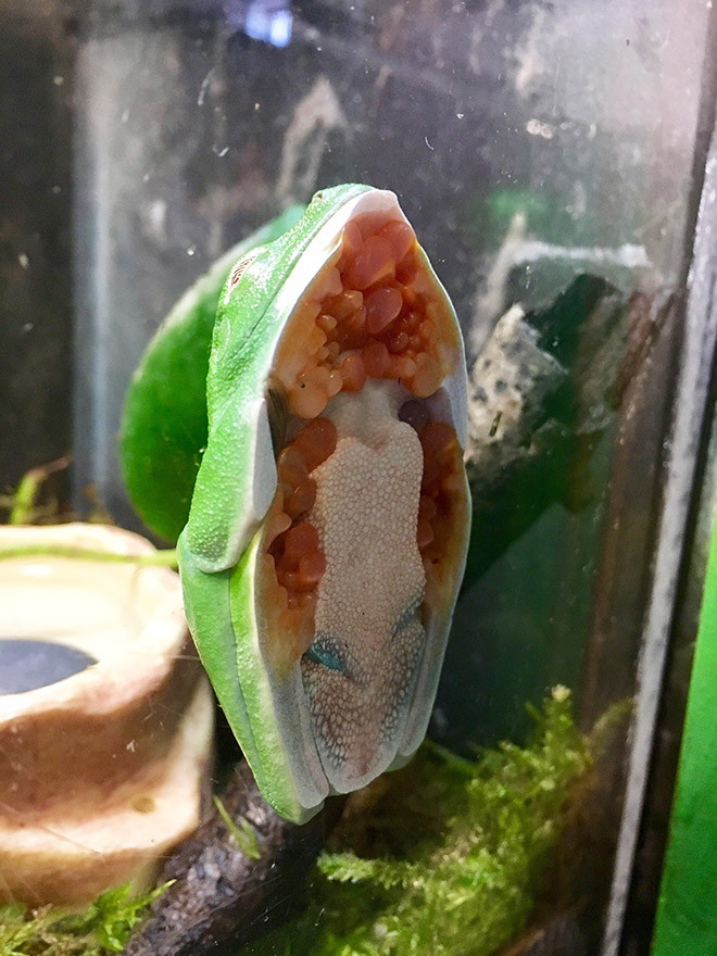 Frog on glass.