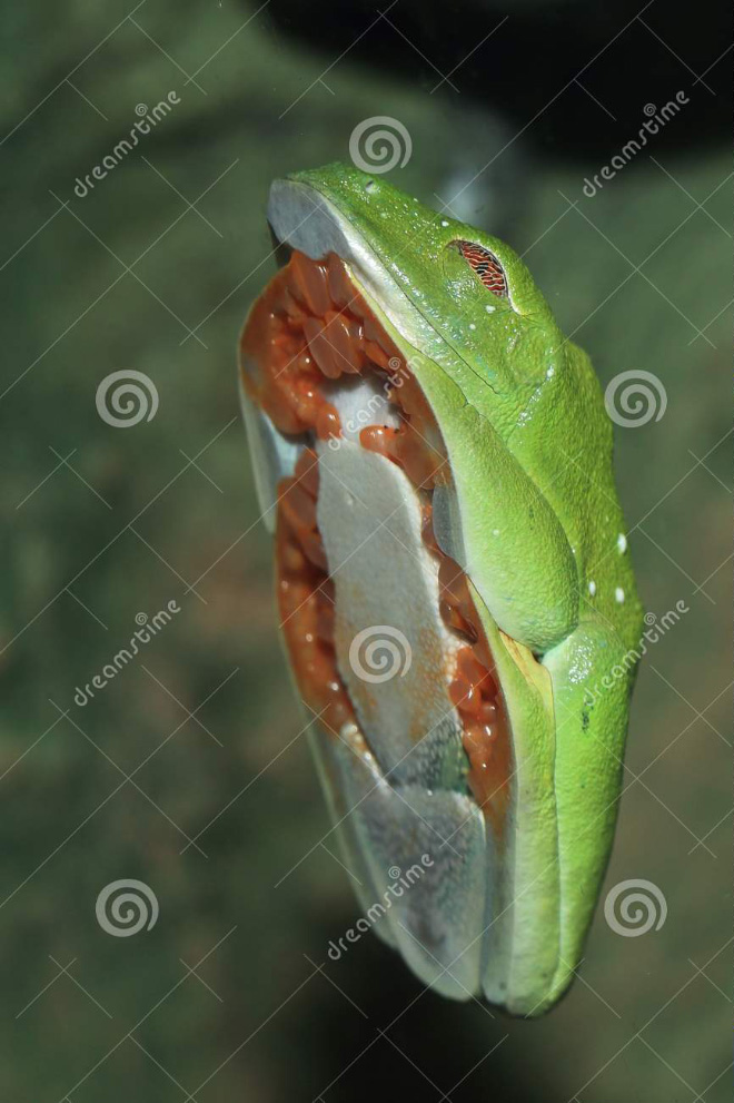 Frog on glass.