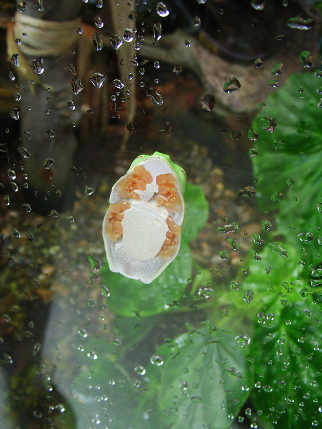 Frog on glass.