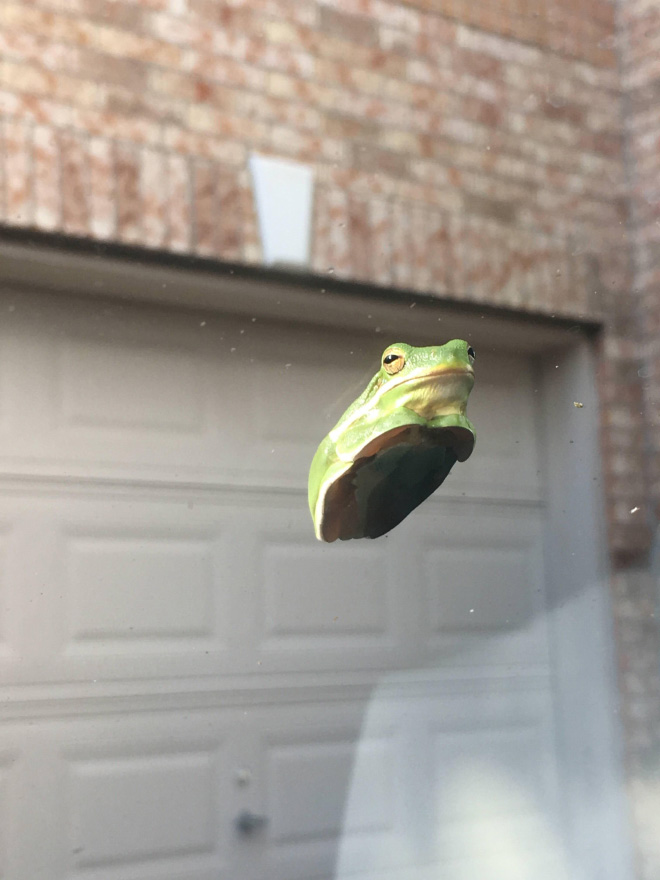 Frog on glass.