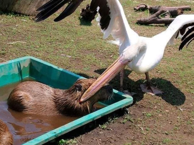 Pelicans will eat anything.