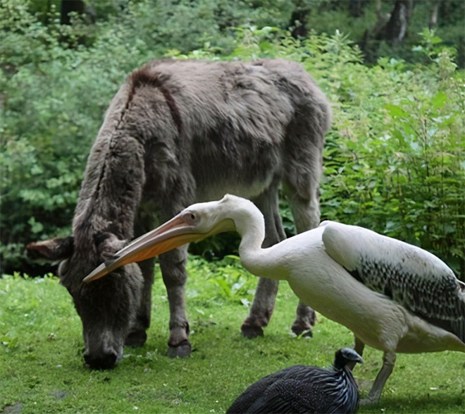 Pelicans will eat anything.