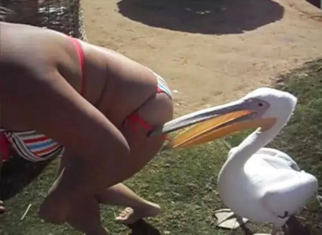 Pelicans will eat anything.