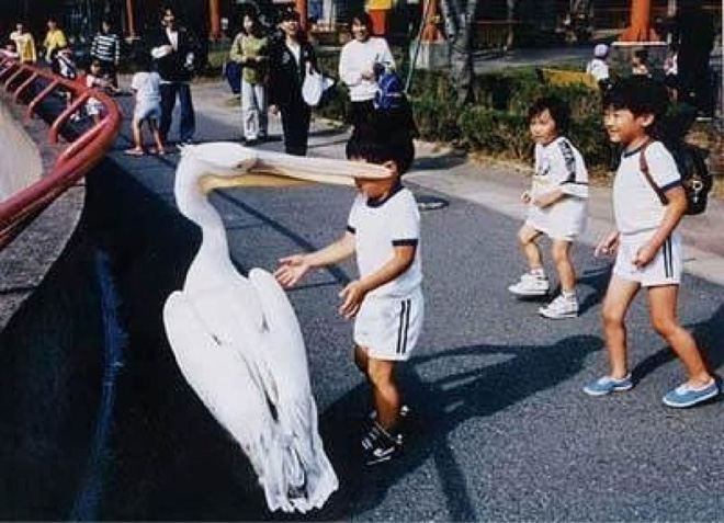 Pelicans will eat anything.