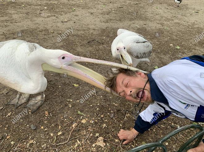 Pelicans will eat anything.