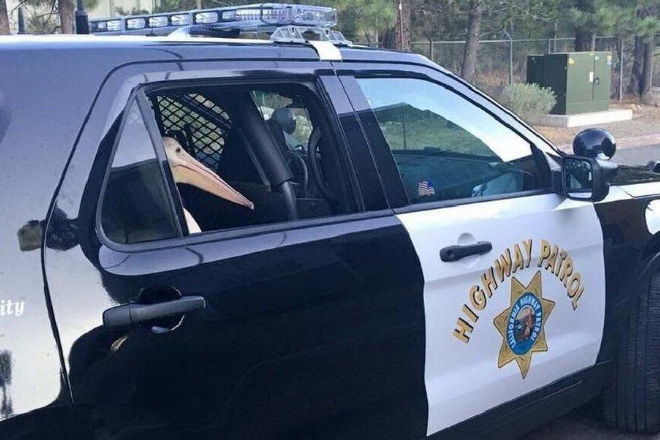 Pelican in a cop car.