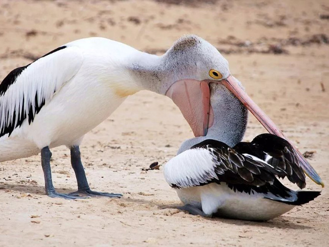 Pelicans will eat anything.