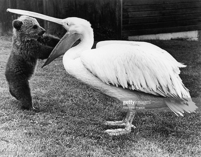 Pelicans will eat anything.