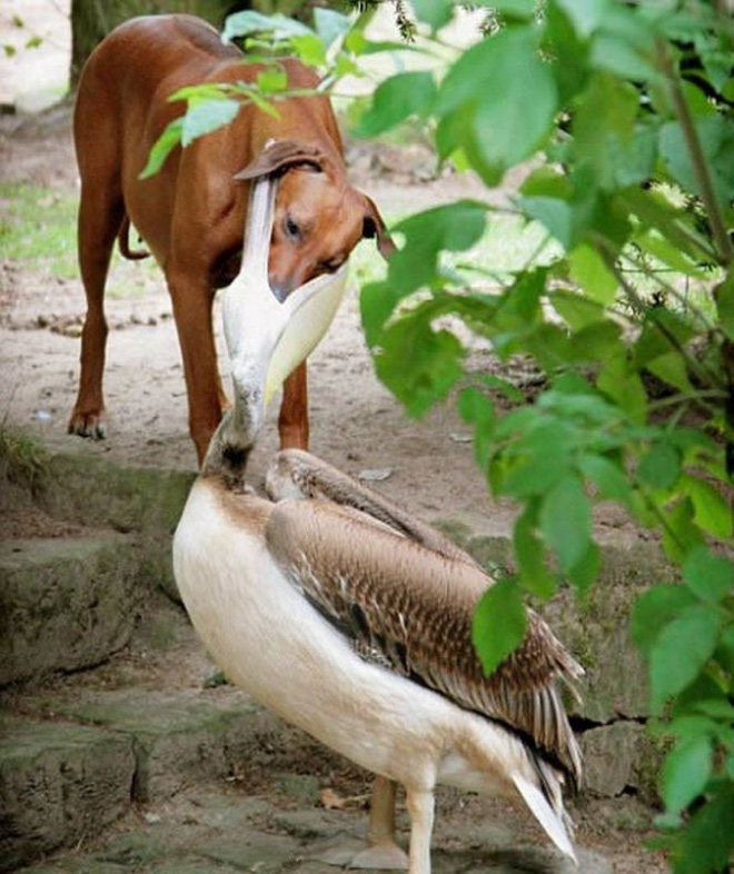 Pelicans will eat anything.