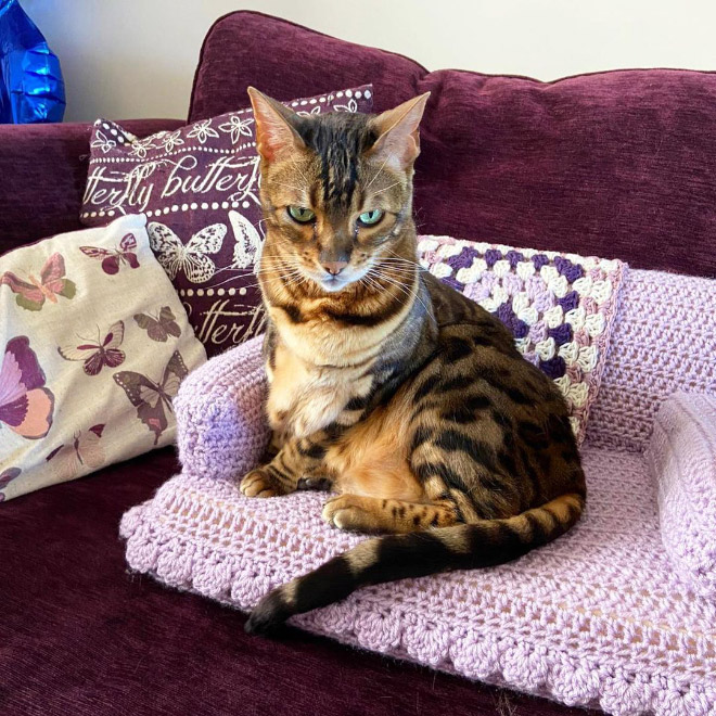 Cat on a tiny crocheted sofa.