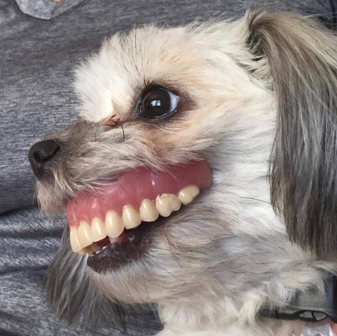 Dog holding dentures.