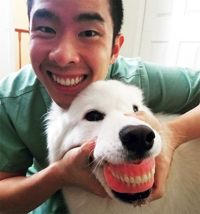 Dog wearing dentures.