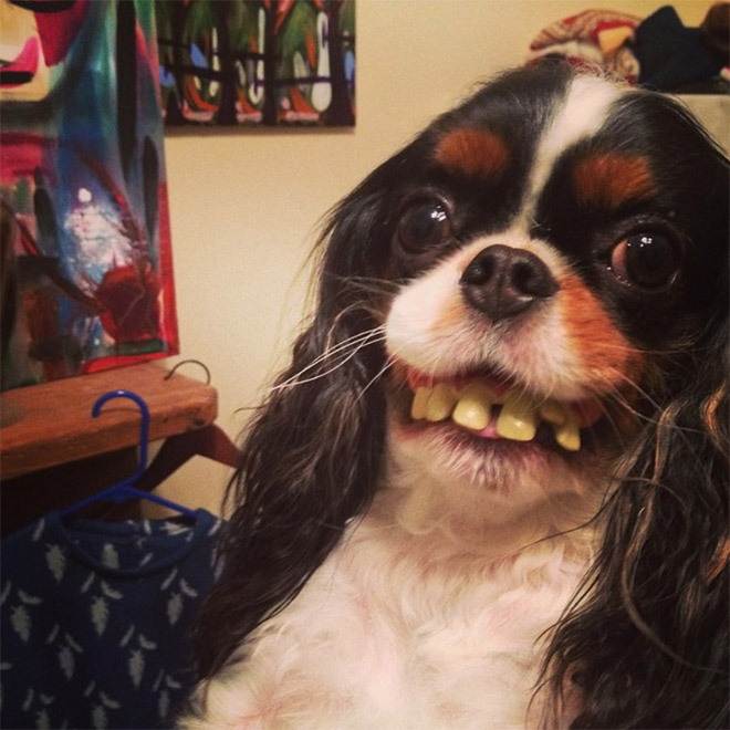 Dog holding dentures.