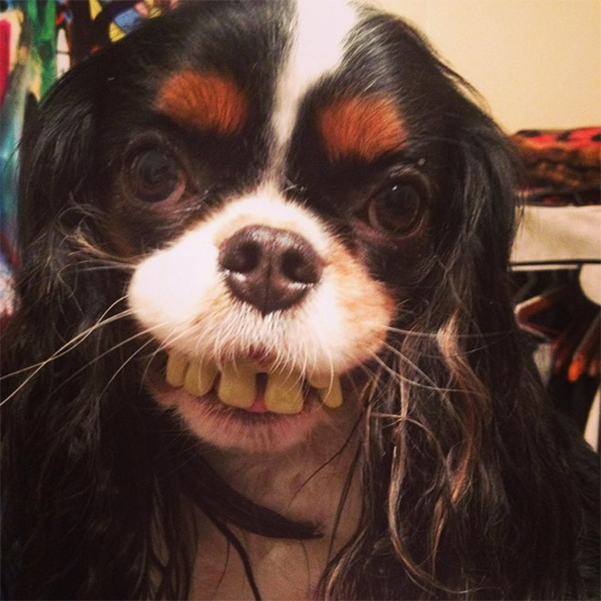 Dog holding dentures.