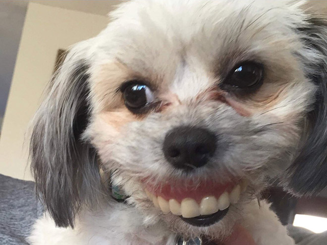 Dog holding dentures.