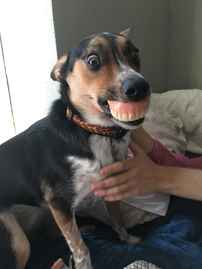 Dog holding dentures.