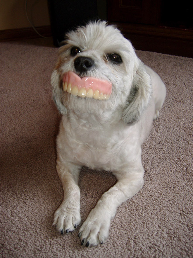 Dog holding dentures.