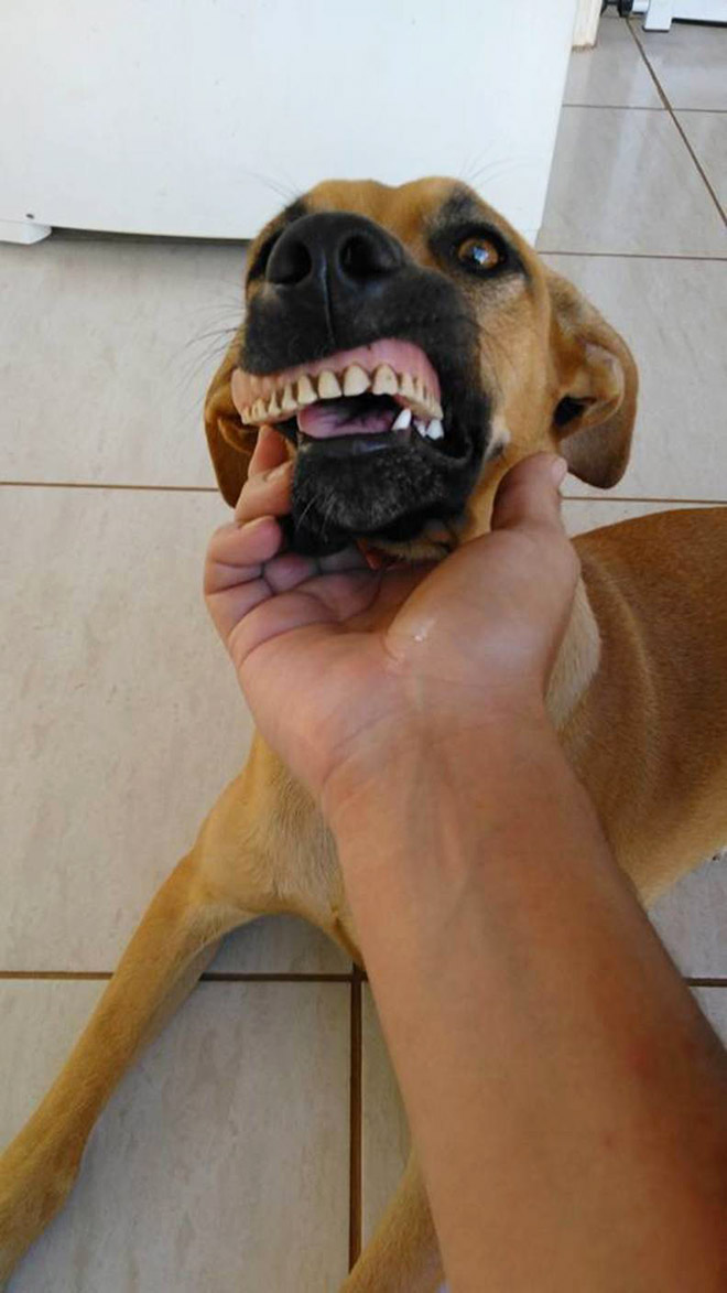 Dog holding dentures.