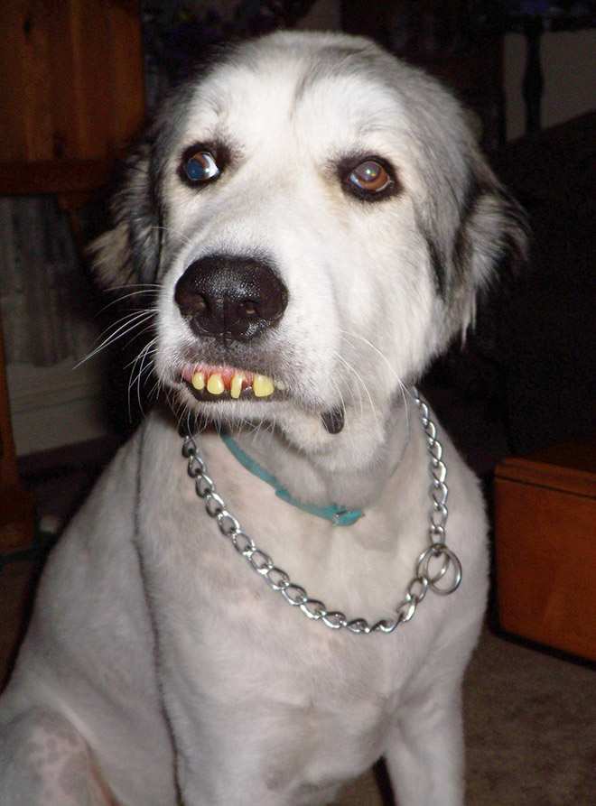 Dog holding dentures.