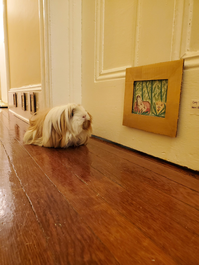 Guinea pig enjoying DIY art museum.