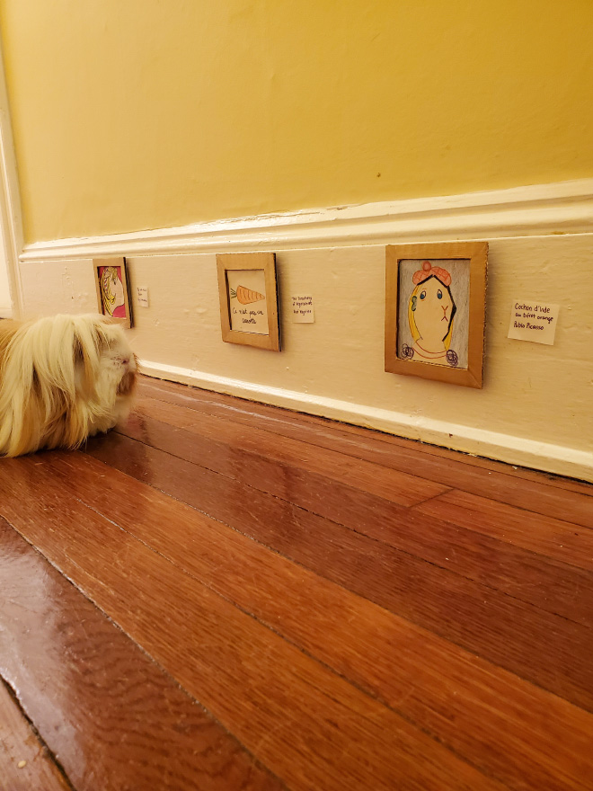 Guinea pig enjoying DIY art museum.