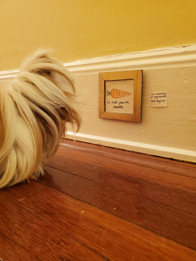 Guinea pig enjoying DIY art museum.