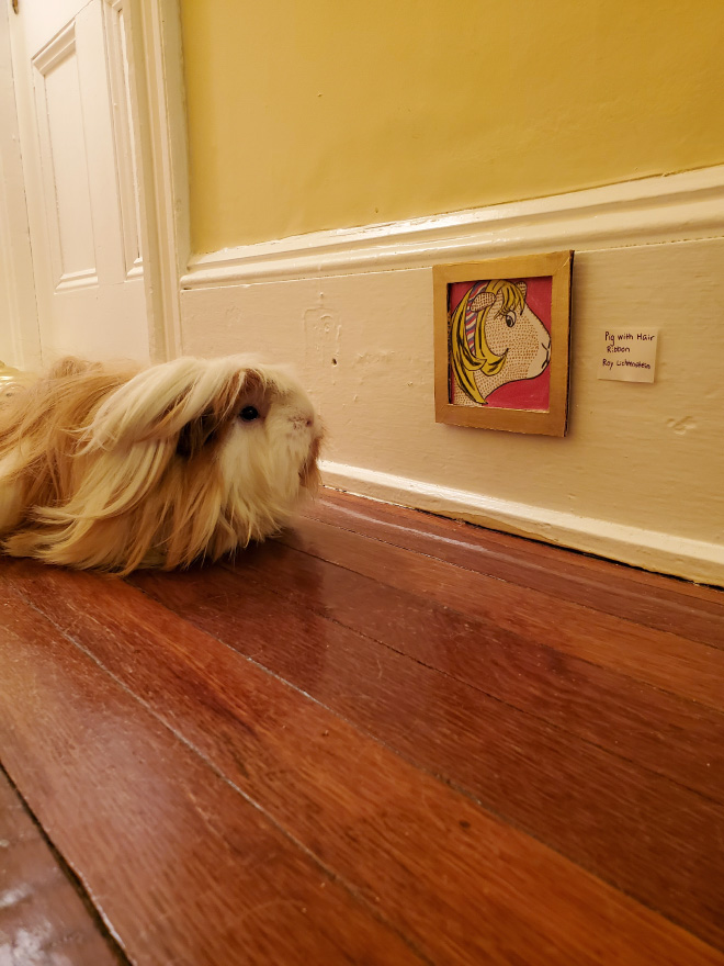 Guinea pig enjoying DIY art museum.