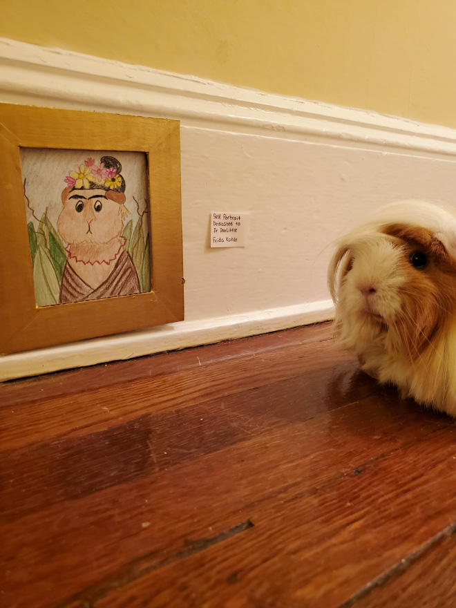 Guinea pig enjoying DIY art museum.