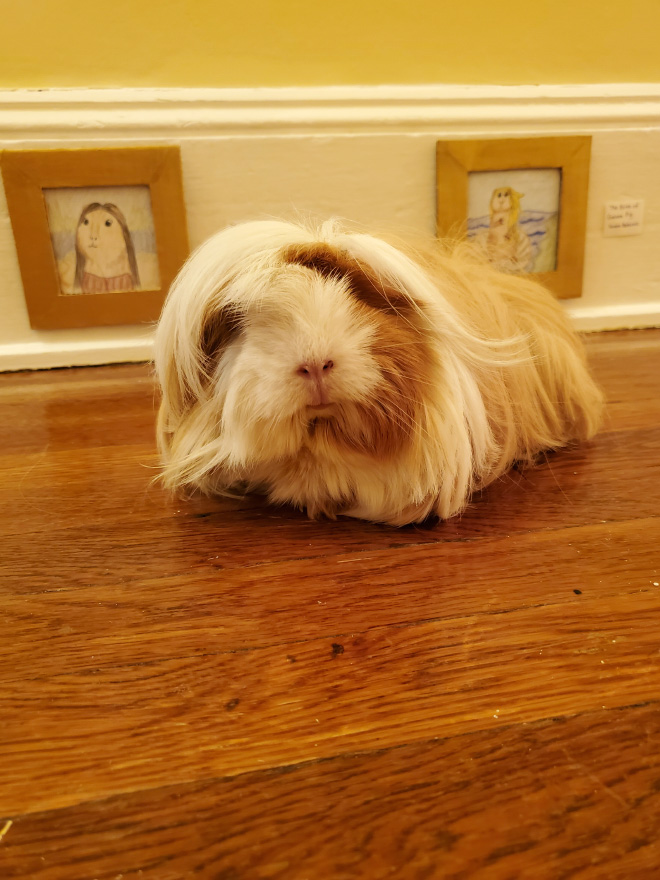 Guinea pig enjoying DIY art museum.