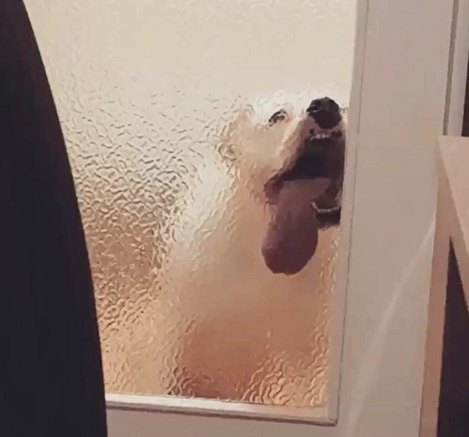 Pixelated dog behind glass doors.