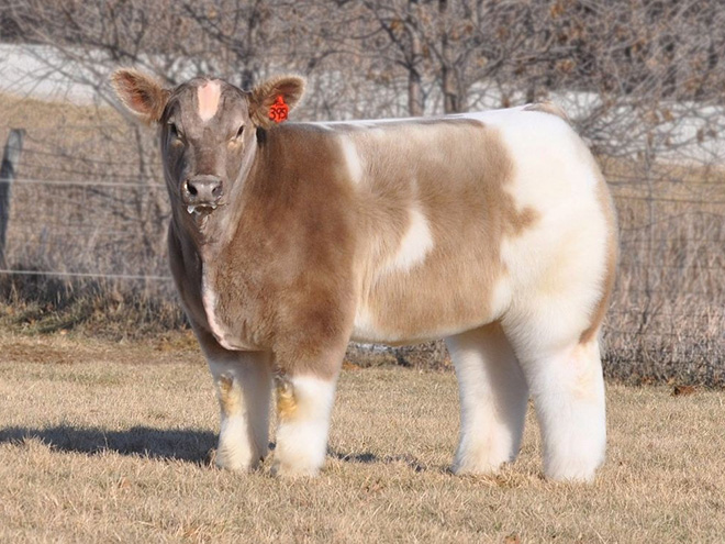 Fluffy, shampooed and blow-dried cow.
