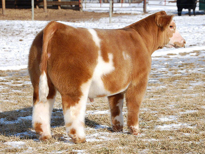 Fluffy, shampooed and blow-dried cow.