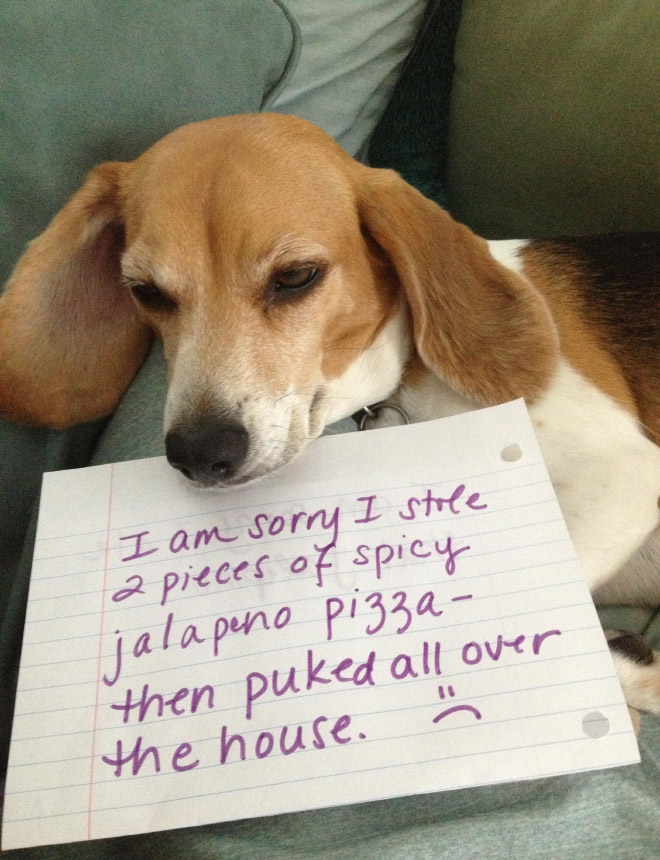 Dog shaming.