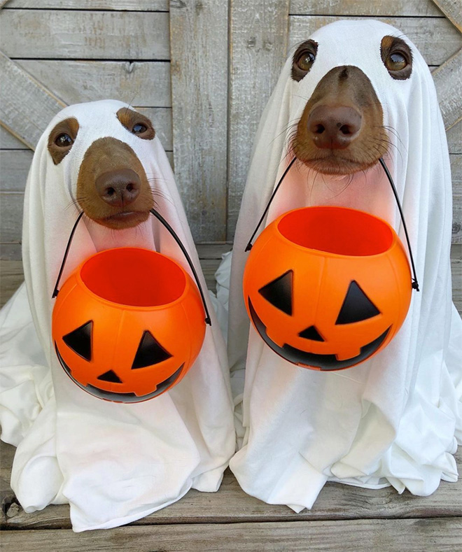 Ghost Dogs: Perfect Halloween Costume For Lazy Dog Owners