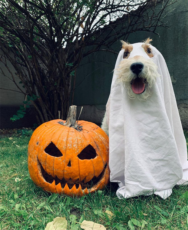 Lazy Halloween costume for dogs.